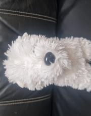 Petit chien blanc