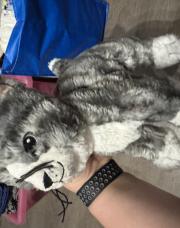Peluche chat gris