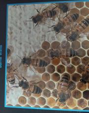 Livre. L'abeille