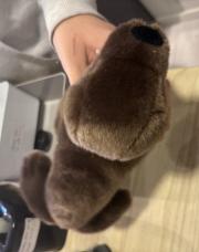 Otarie Nouveau, de pairidaiza