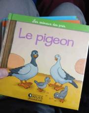 Le pigeon