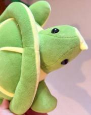 tortue 