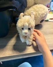 Nounours 