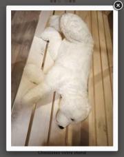 Ours blanc 